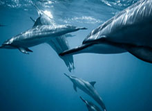 世界杯直播平台下载-强力引援陆续到位 老鹰队终于喊出冲击季后赛目标